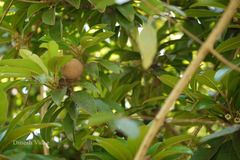 Manilkara zapota